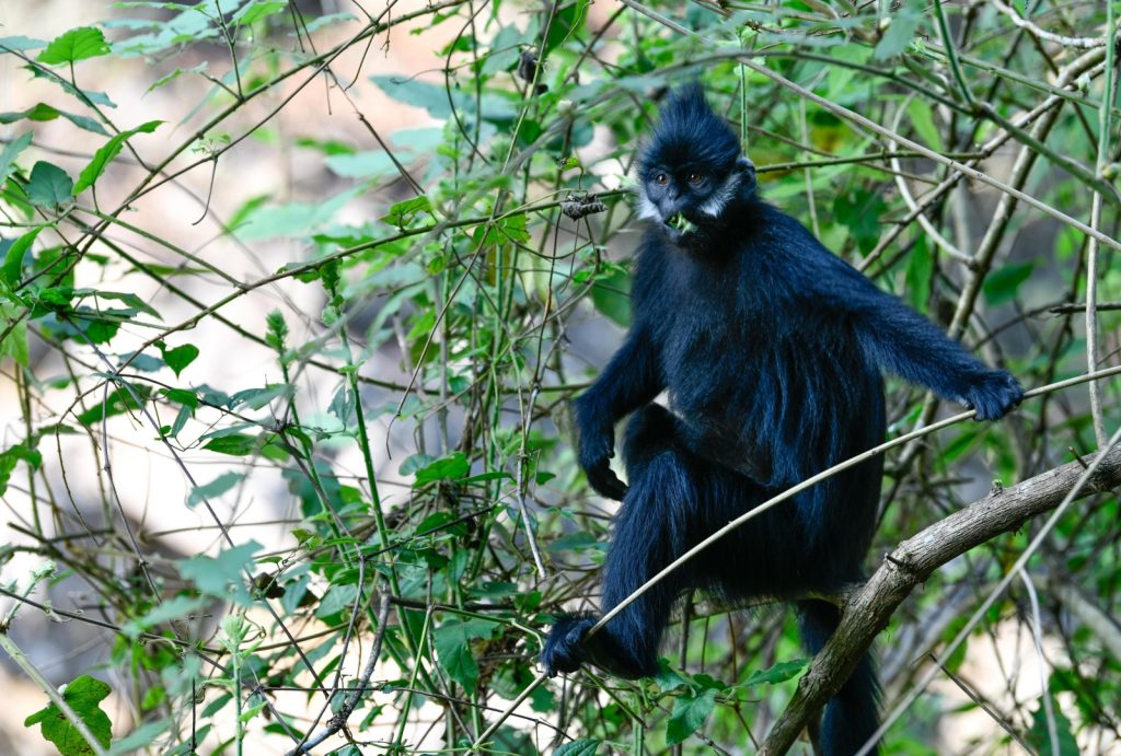 Black Leaf Monkey of HeiShanGu