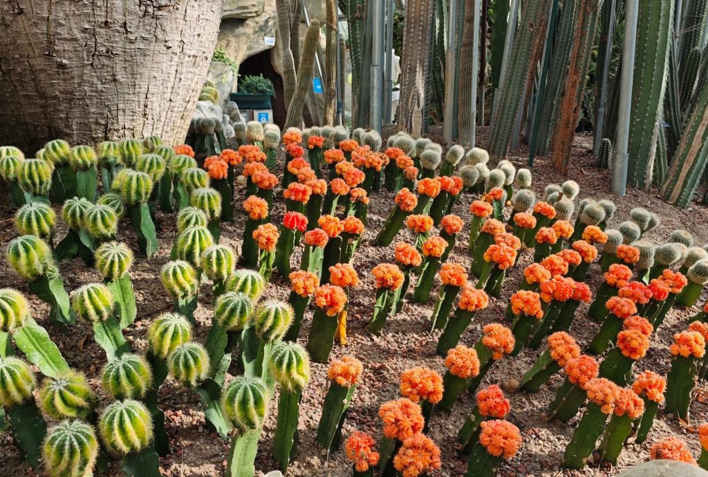 Cactus plants in the greenhouse