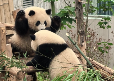 Chengdu Research Base of Giant Panda Breeding