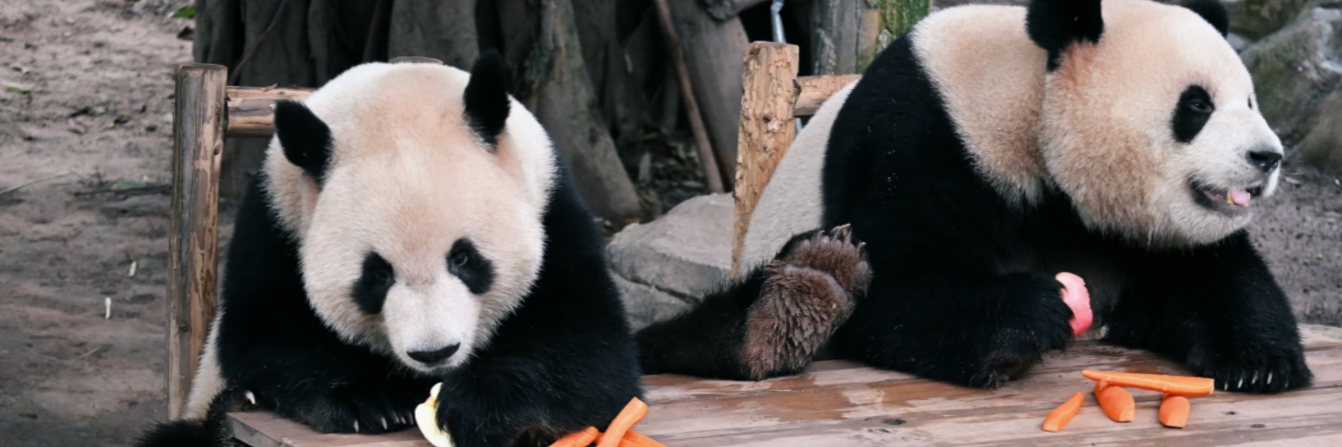 Chongqing Zoo