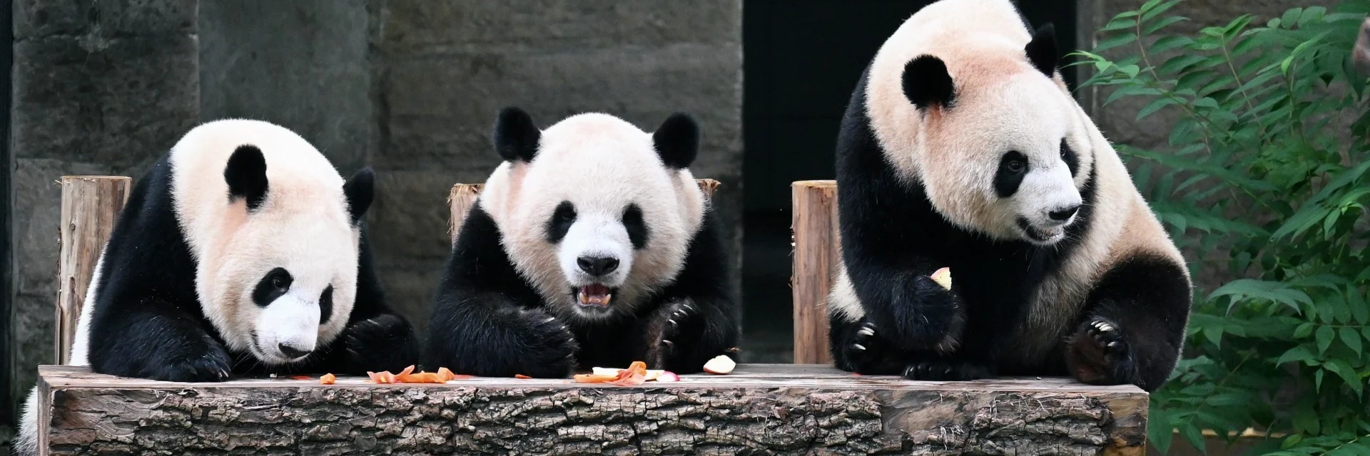 Chongqing Zoo banner 2