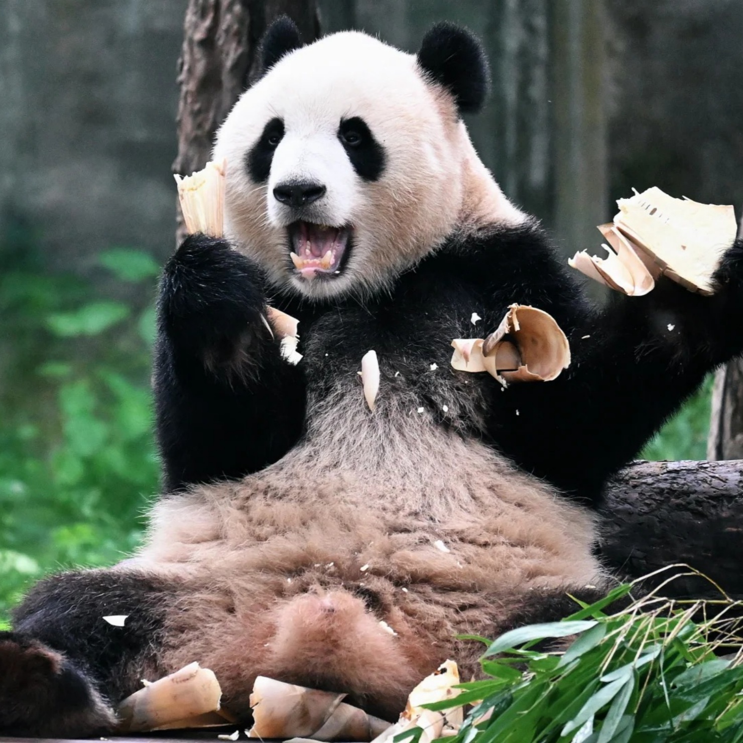 Chongqing Zoo featured pic