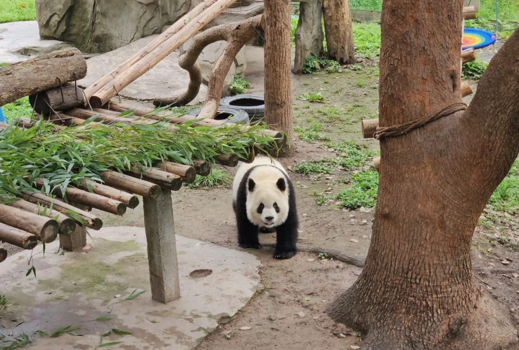 Chongqing Zoo's signature cute mascot