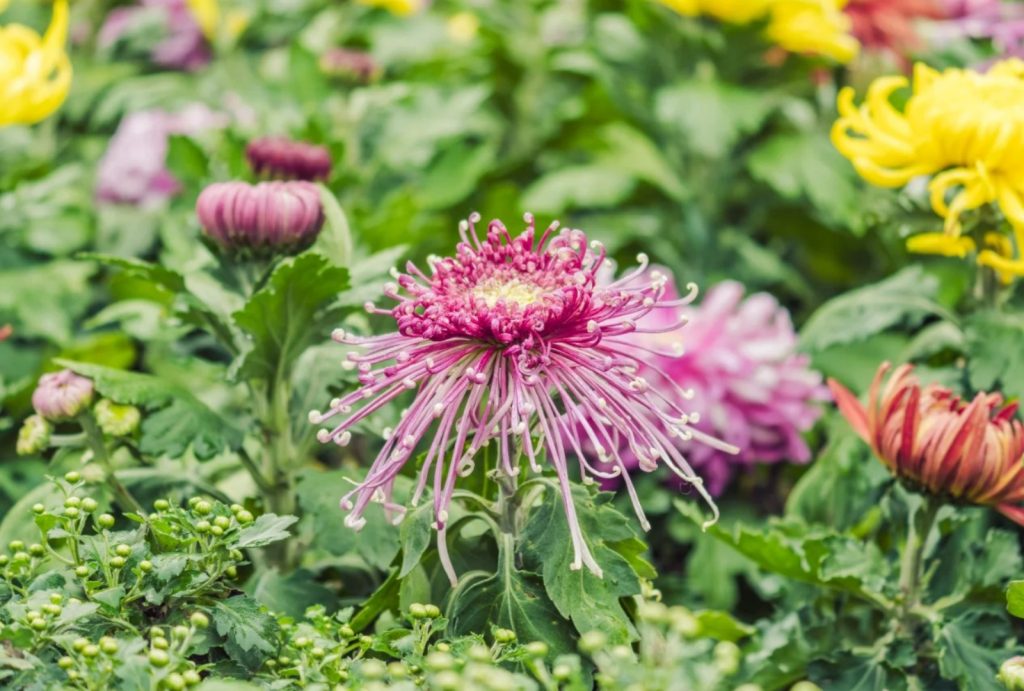 Chrysanthemum Exhibition at Nanshan Botanical Garden