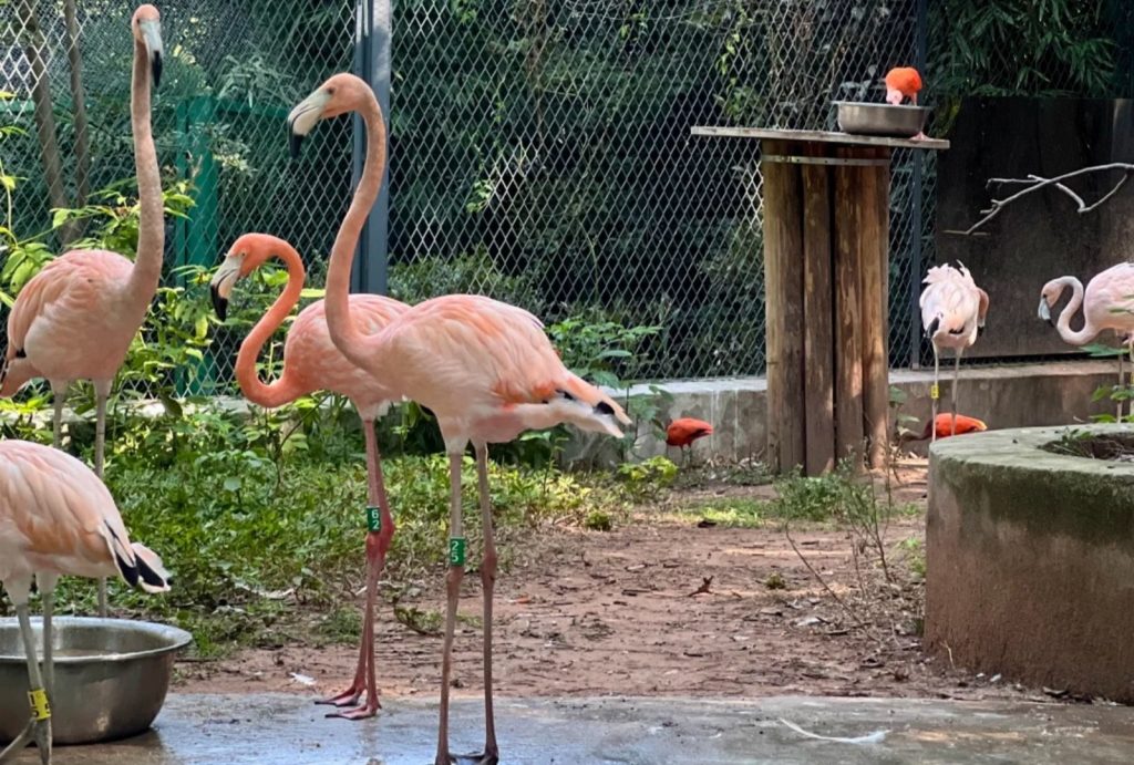 Flamingos in Chongqing Zoo