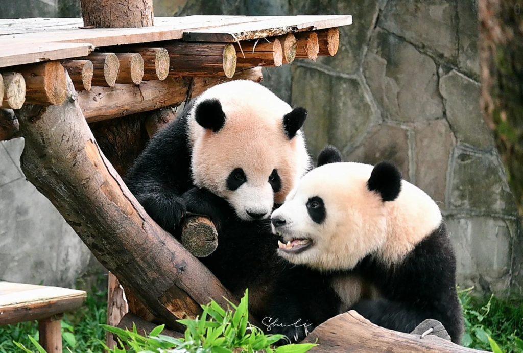 Giant Pandas In Chongqing Zoo