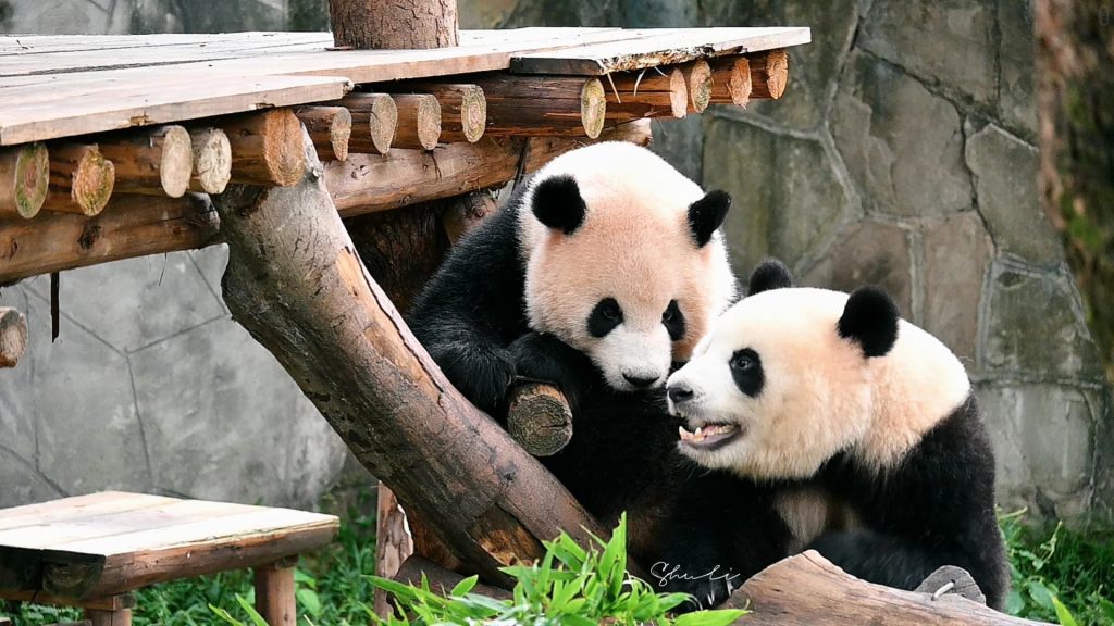 Visit Chongqing Zoo to See Giant Pandas 