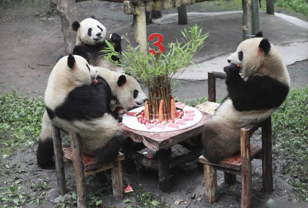 Giant pandas celebrate its birthday at Chongqing Zoo