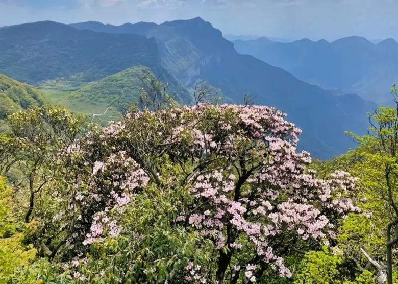 Jinfo Mountain in Spring