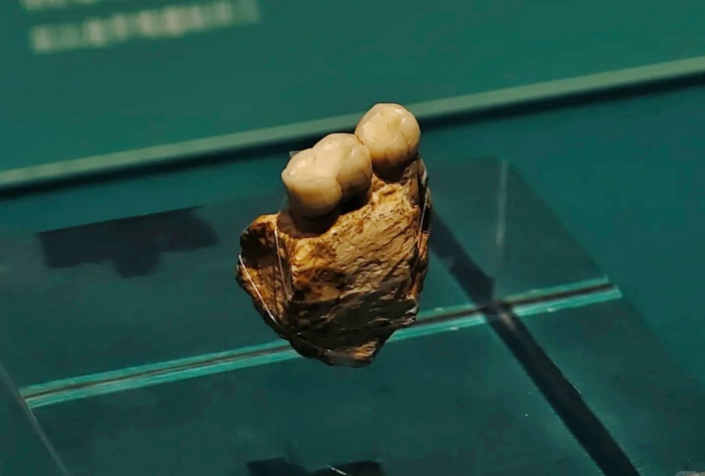 Left Mandible Fossil of “Wushan Man”