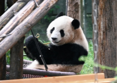 Panda in Chongqing Zoo