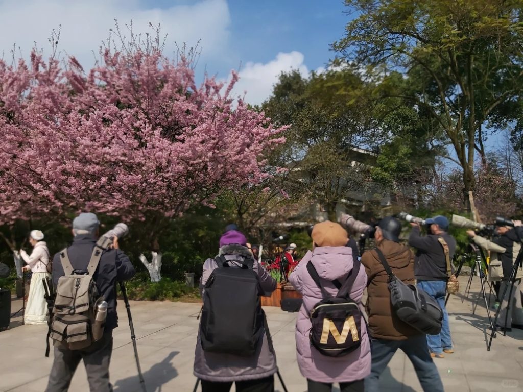 Photography enthusiasts are carefully capturing the blooming cherry blossoms.