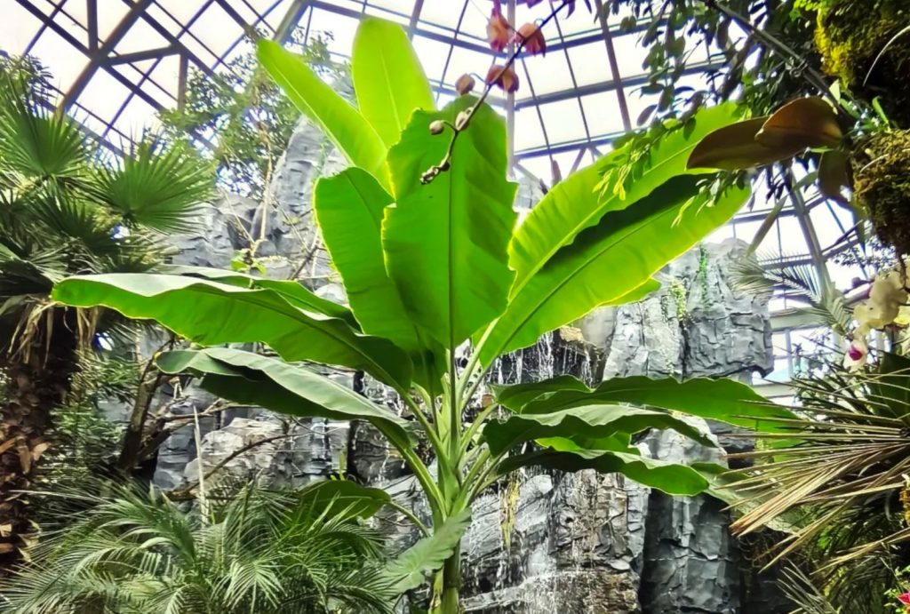 Rainforest Hall