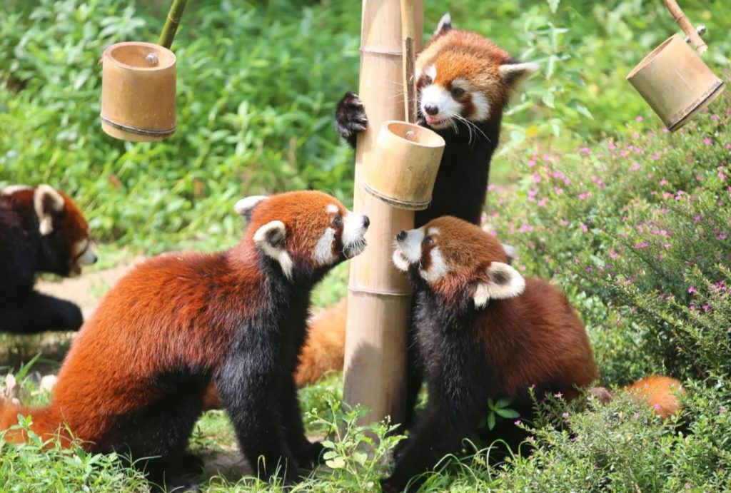 Red Pandas in Chongqing Zoo