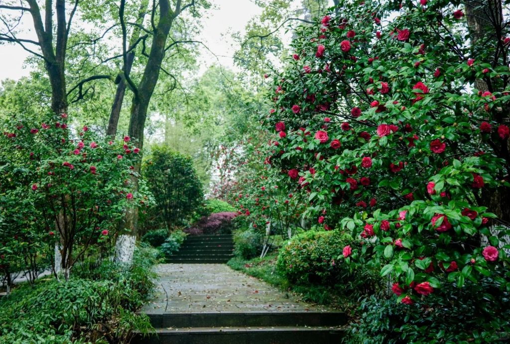 The Spectacular Camellia Blossoms at Chongqing Nanshan Botanical Garden