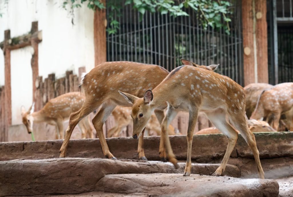 Sika Deers in Chongqing Zoo