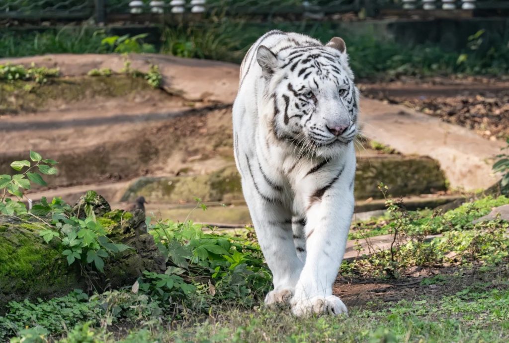 White Tiger in Chongqing Zoo