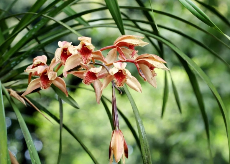 Cymbidium sichuanicum of Nanshan Botanical Garden