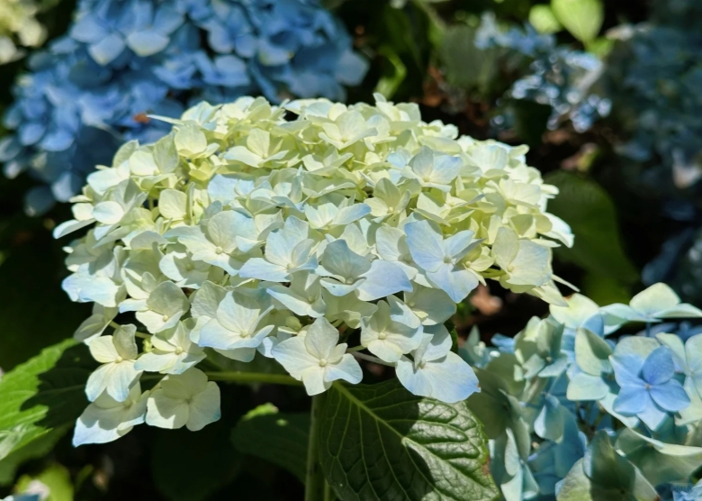 Nanshan Botanical Garden in Chongqing
