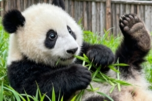 2-Day Chongqing Tour with Giant Panda Visit