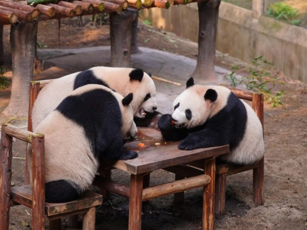 Giant Pandas at Chongqing Zoo