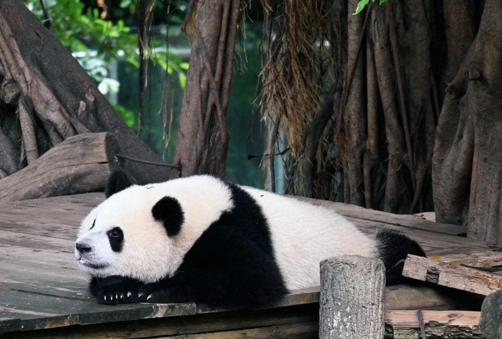 A giant panda flopped on its belly like a chubby plush toy