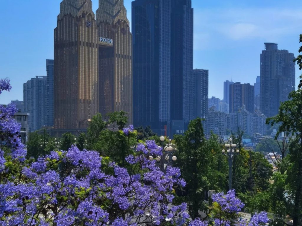 Jacarandas in Full Bloom Along Nanbin Road