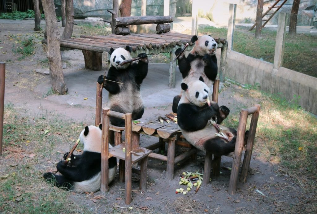The 'Sixi Wanzi' quartet is busy crunching on fresh bamboo