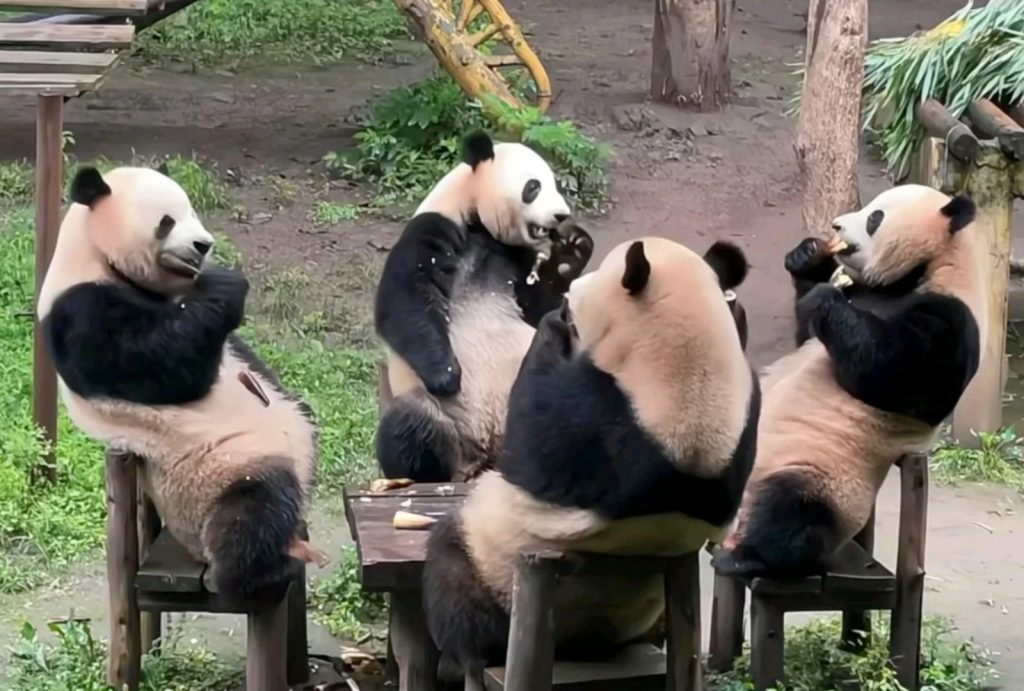 Chongqing Zoo