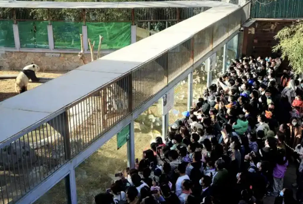 Chongqing Zoo vs Chengdu Panda Base: Which Is Better?