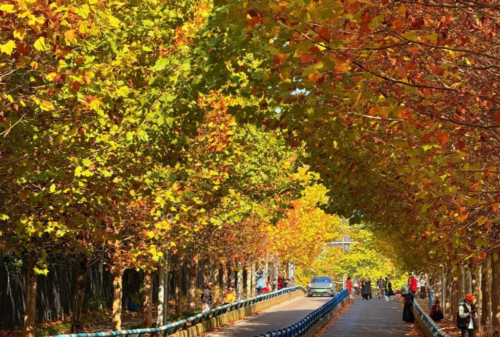 Autumn view of Chongqing in November