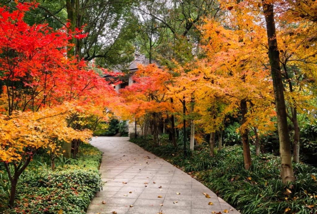 Colorful autumn foliage at Nanshan Botanical Garden
