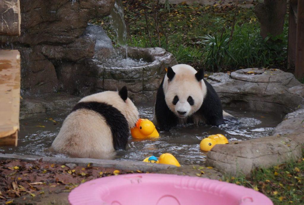 Giant pandas at Chongqing Zoo