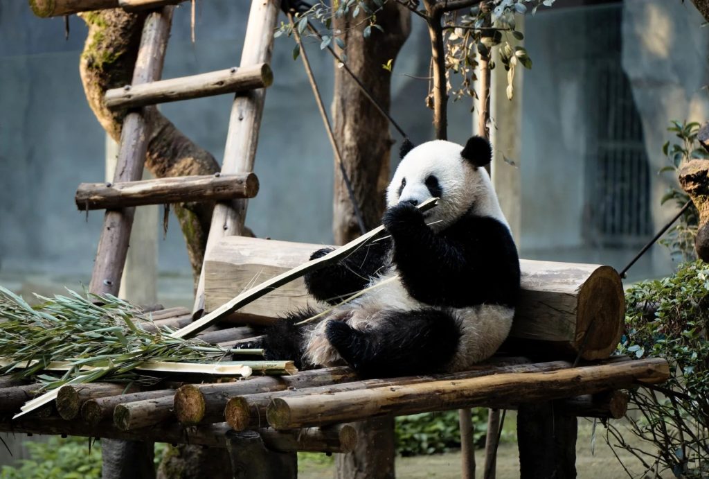 A giant panda is eating bamboo