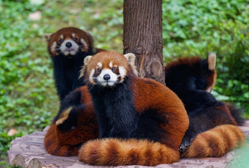 Red pandas at Chongqing Zoo